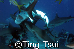 shark feeding in Bahamas, Canon 20D by Ting Tsui 